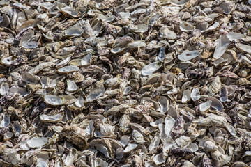 Oysters shells at fish market