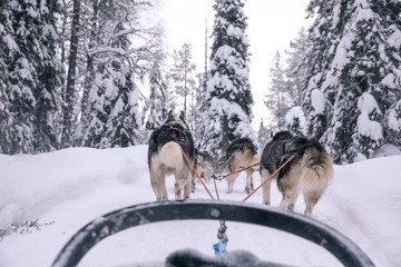 Huskies exitedly running and pulling a sled through snowy Arctic landscape on a cold winter day. Riisitunturi, Kuusamo, Finland.