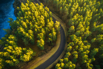 Aerial view on pine forest, road surrounded with pine trees from above