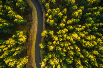 Aerial view on pine forest, road surrounded with pine trees from above