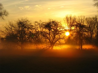 In den Rheinauen bei Speyer bei Sonnenaufgang