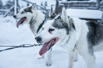 Tired huskies relaxing after a snowy dogsledding trip on a white Arctic day. Riisitunturi, Kuusamo, Finland.