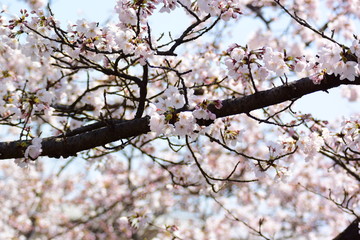 満開の桜と、ヒヨドリ