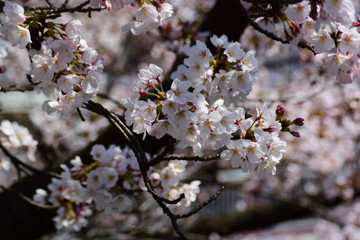 満開の桜と、ヒヨドリ