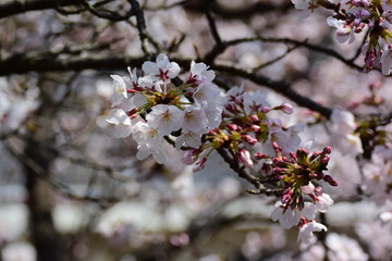 満開の桜と、ヒヨドリ