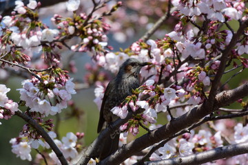 満開の桜と、ヒヨドリ