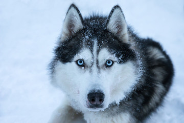 Tired huskies relaxing after a snowy dogsledding trip on a white Arctic day. Riisitunturi, Kuusamo, Finland.