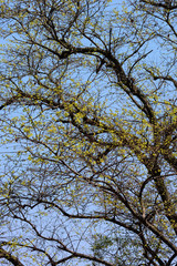 目に痛い新緑、若葉の季節