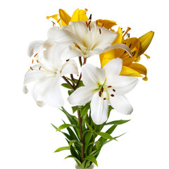 A bouquet of lilies isolated on white background.