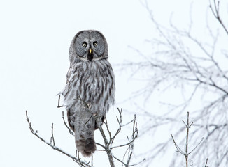 Great Grey Owl perching in the tree