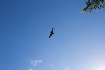 Eagle flying on a background of blue sky