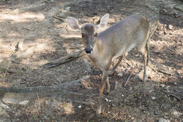 Cautious roe deer looks at the camera. Close-up