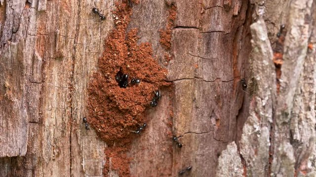 Jet black ants (Lasius fuliginosus)