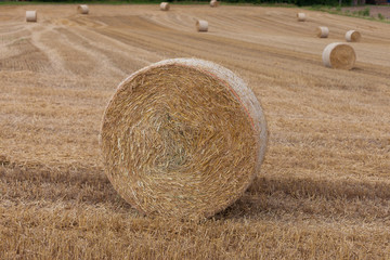 hay bale on harvested fields in late summer