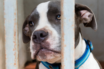 Pitiable Pit bull terrier dog in the cage