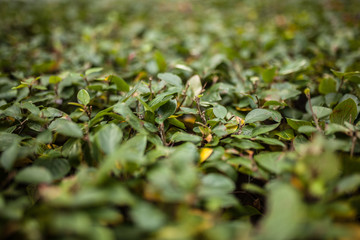 green leaf foliage background close up shooting