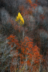 Letzte Farben im Herbst
