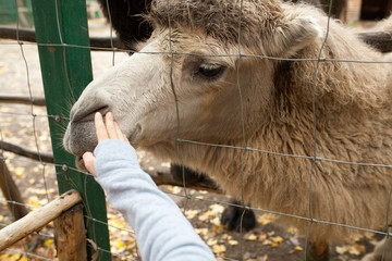 Obraz premium A human is feeding a camel in a zoo