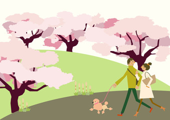 犬散歩をするカップル。満開の桜の花。春の季節。