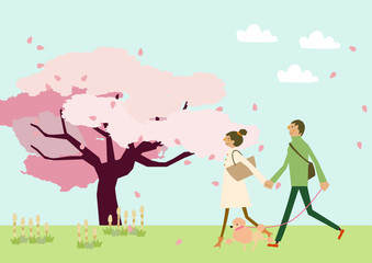 Naklejka na ściany i meble 犬散歩をするカップル。満開の桜の花。春の季節。