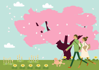 犬散歩をするカップル。満開の桜の花。春の季節。