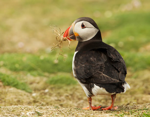 Atlantic puffin with nesting material in the beak