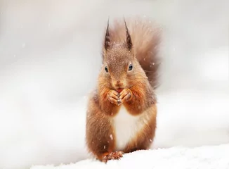 Foto op Plexiglas anti-reflex Cute Red squirrel in the falling snow © giedriius