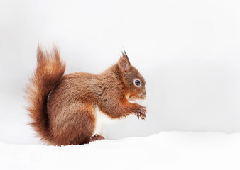 Red squirrel sitting in the snow against white background