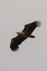 young sea eagle in flight Haliaeetus albicilla