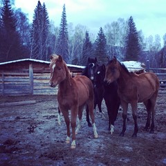 табун жеребят