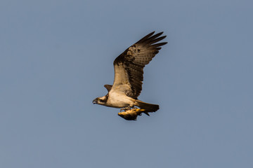 Osprey Hunting Pandion haliaetus