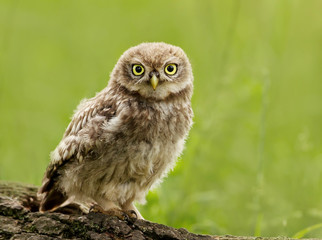 Juvenile Little Owl (Athene noctua) perching on a tree