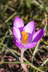 purple-colored crocus (crocus vernus)