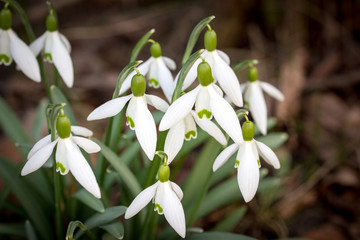 white flowers of snowdrop (galanthus nivalis)