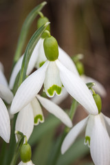 Blossom of a snowdrop (galanthus nivalis)