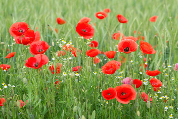 Mohnblumen  - Mohnblüte