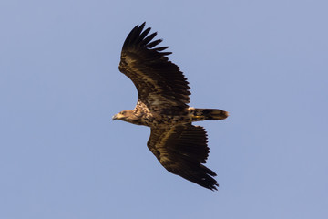 young sea eagle in flight Haliaeetus albicilla