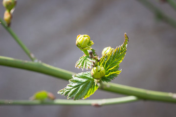 green buds of a shrub