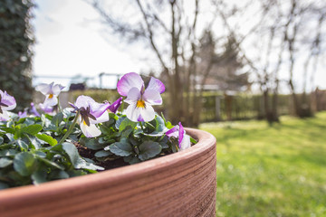 Violet pansies (viola arvensis)