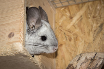 Obraz premium Chinchilla looks interested (Chinchillidae)