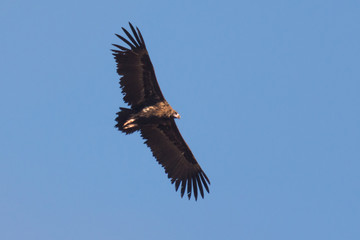 Cinereous or black vulture Aegypius monachus
