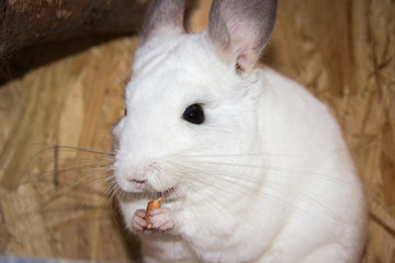 white chinchilla with treats in the paws (chinchillidae - White Ebony Piebald)