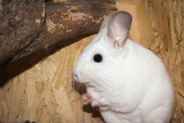 Chinchilla eating (Chinchillidae - White Ebony Piebald)