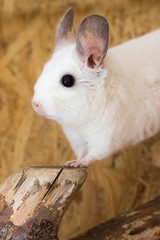 Obraz premium Chinchilla while climbing (Chinchillidae - White Ebony Piebald)