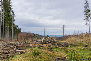 Fototapeta premium Waldsterben