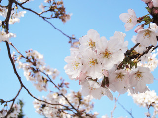 Sakura (cheery blossom) during spring at Japan