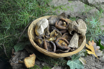 dried mushrooms 