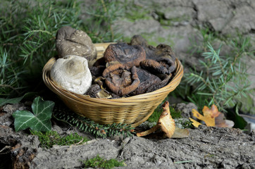 dried mushrooms 