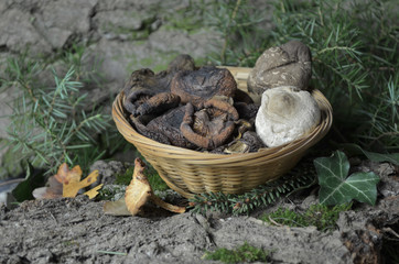 dried mushrooms 