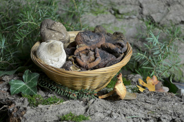 dried mushrooms 
